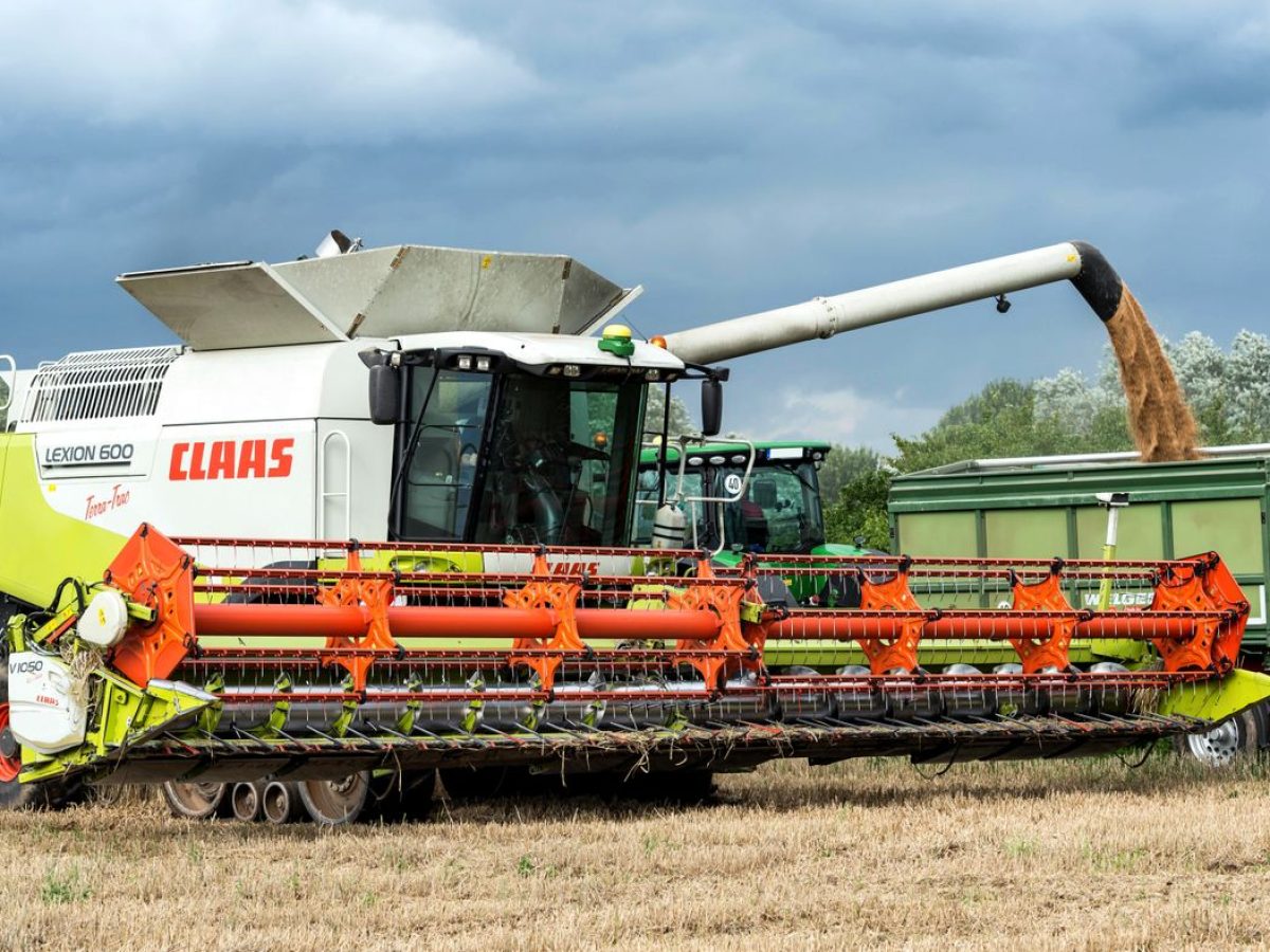 Threshed grain being collected and loaded after harvest