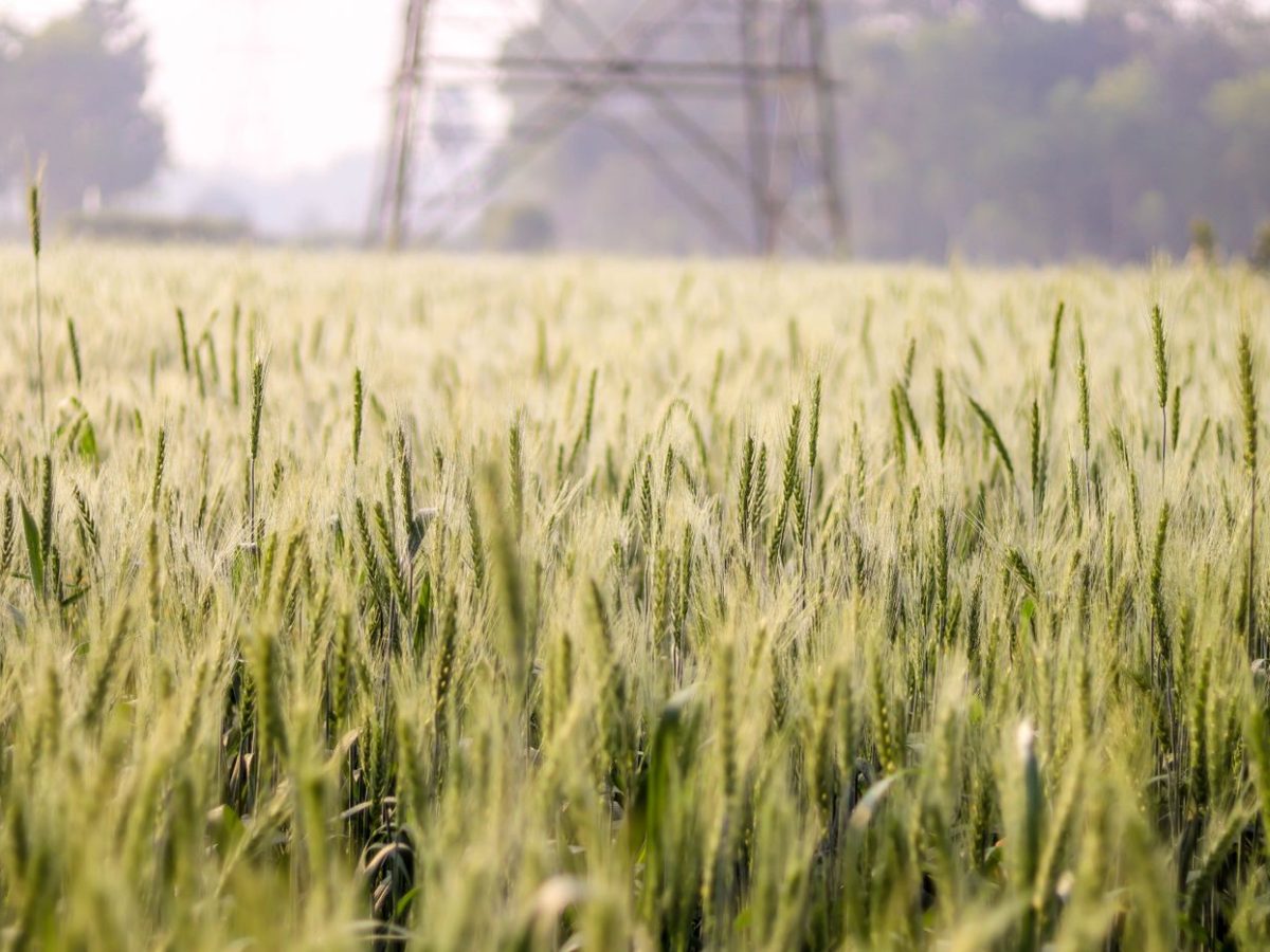 Green cereal crop at an early growth stage in neat drilled rows