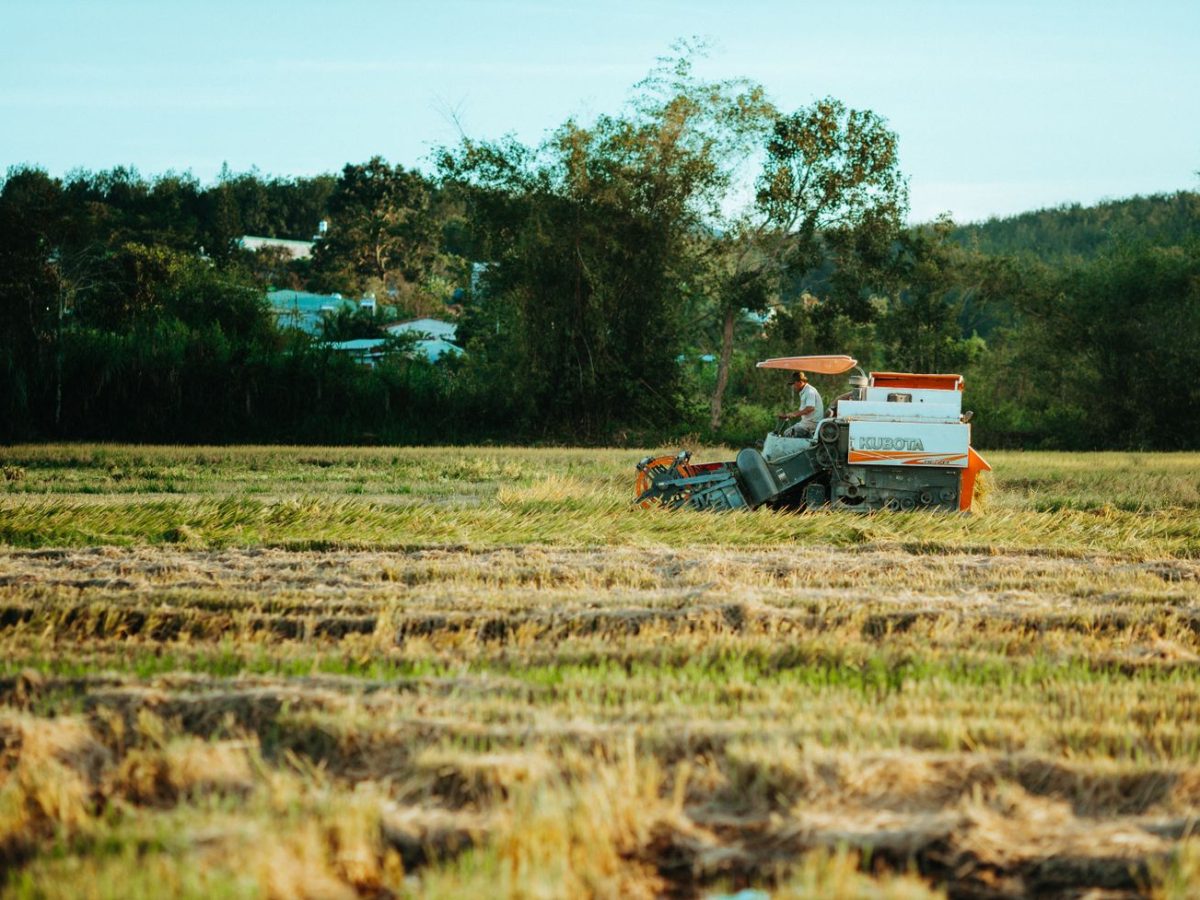 Paddy rice crop being harvested in a flooded field