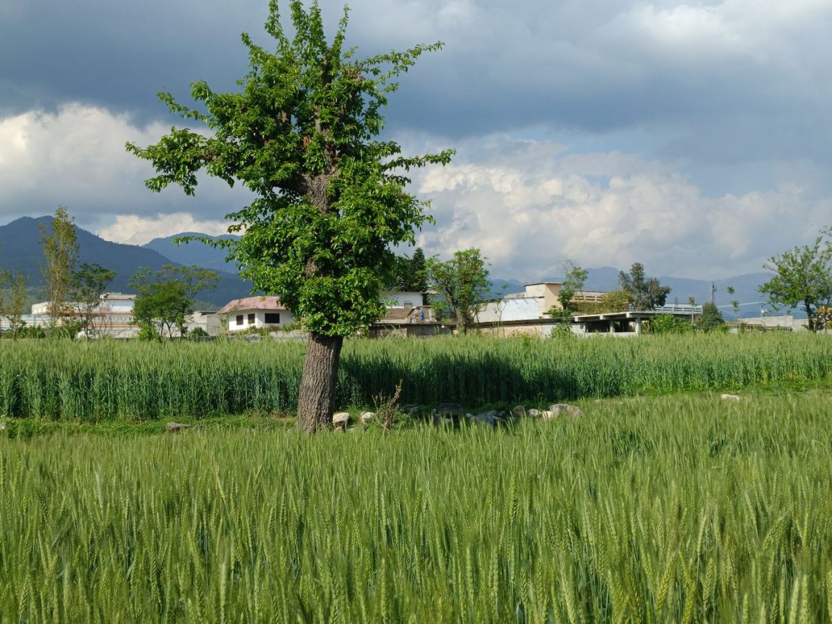Rural farmland landscape with cultivated fields and field boundaries