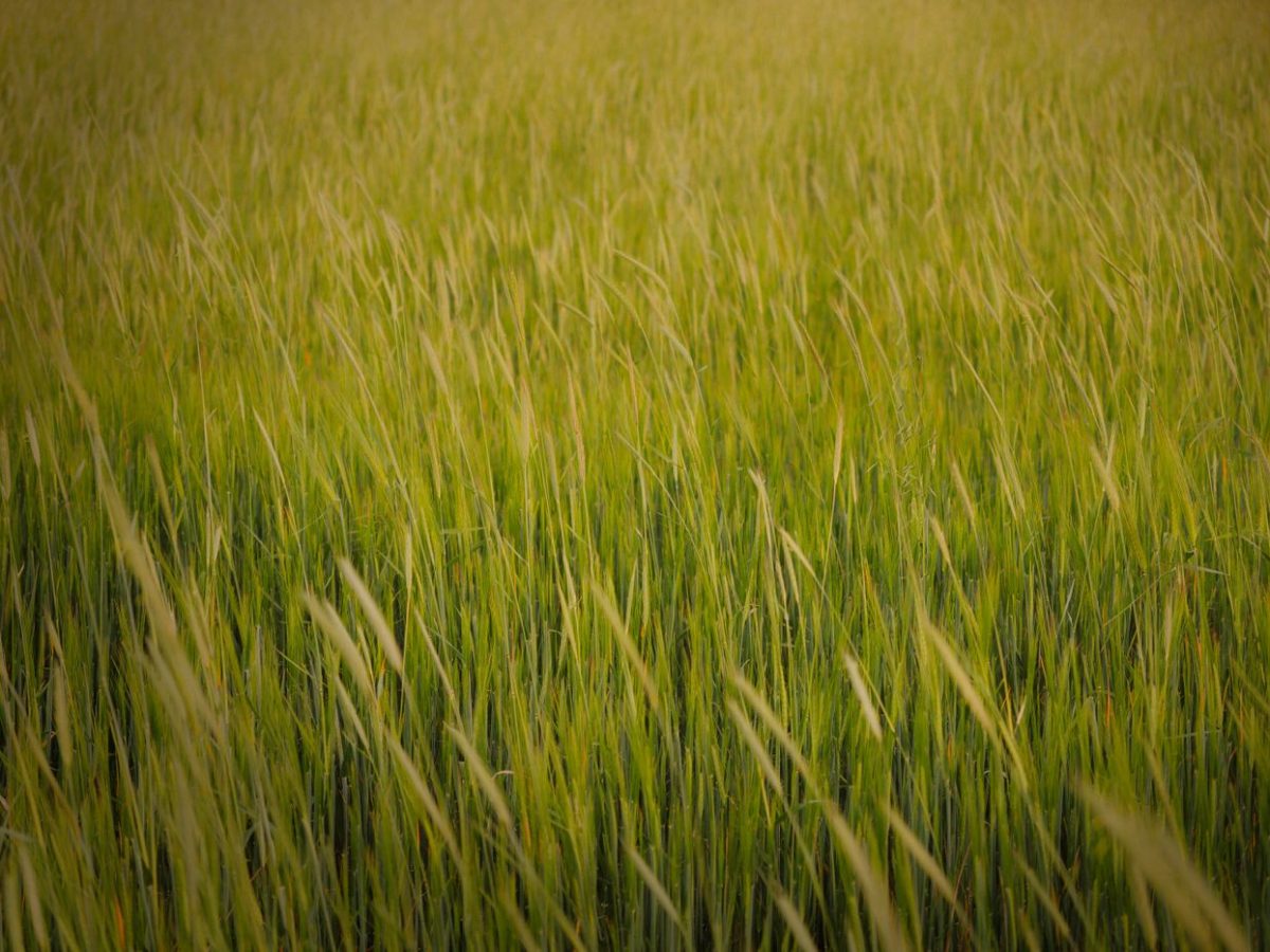 Wide view of a ripening wheat field stretching to the horizon