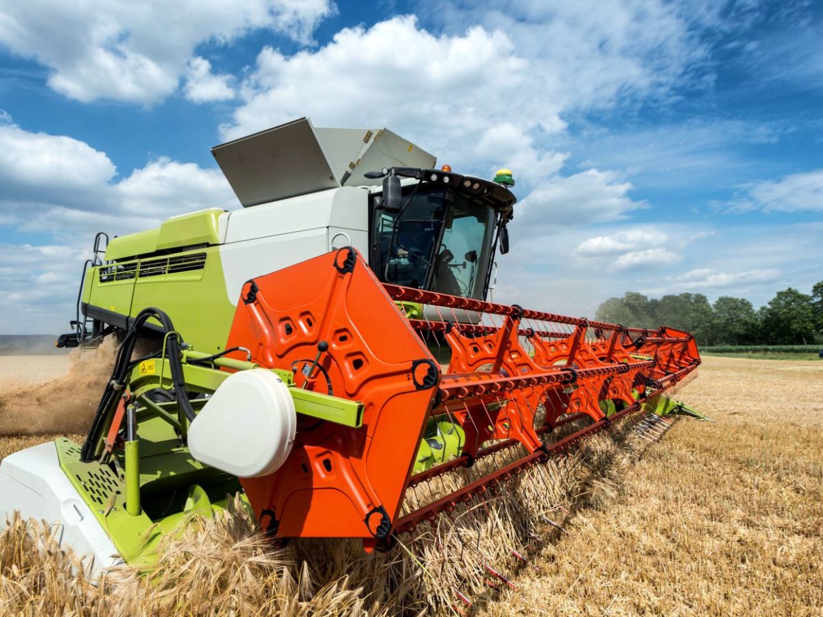 Ripe golden wheat crop being harvested under a clear sky